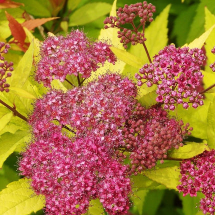Lanksva japoninė 'Goldflame'