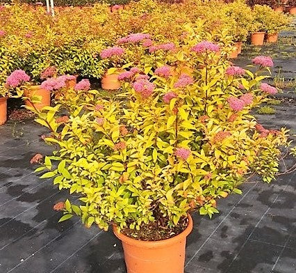 Lanksva japoninė 'Goldflame'