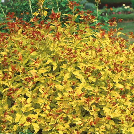 Lanksva japoninė 'Goldflame'