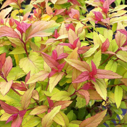 Lanksva japoninė 'Goldflame'