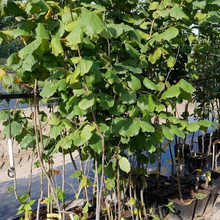 Lazdynas paprastasis 'Katalonski'