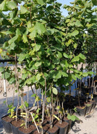 Lazdynas paprastasis 'Katalonski'