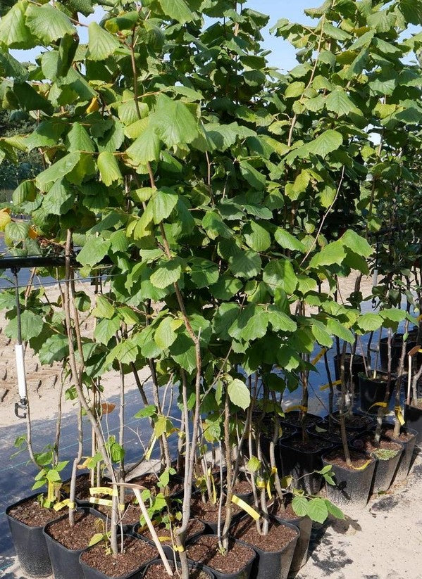 Lazdynas paprastasis 'Katalonski'