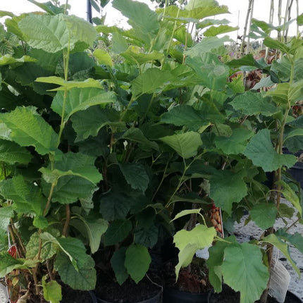 Lazdynas paprastasis 'Katalonski'