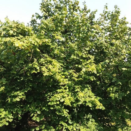 Lazdynas paprastasis 'Katalonski'