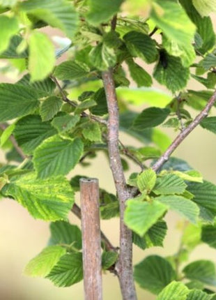 Lazdynas paprastasis 'Variegata'