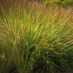 Collection image for: Lendrūnai