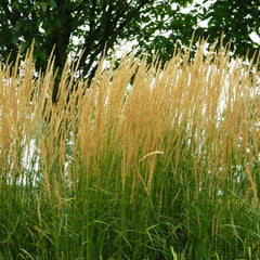 Collection image for: Lendrūnai