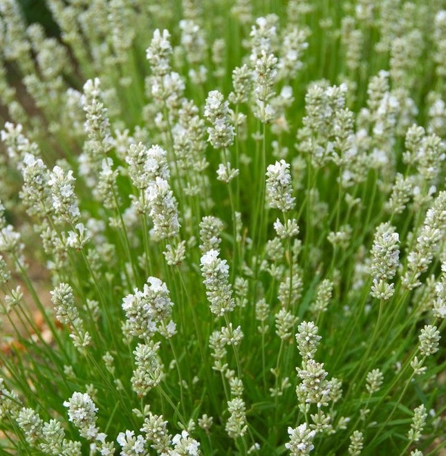 Levanda tikroji 'Arctic Snow'