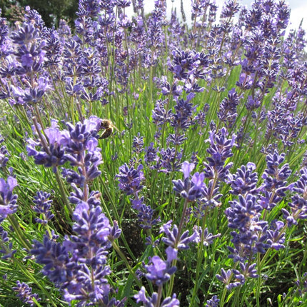 Levanda tikroji 'Hidcote Blue Strain'