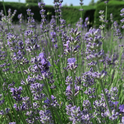 Levanda tikroji 'Munstead'