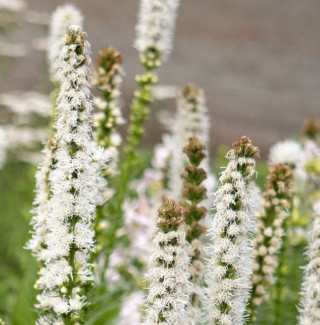 Liatris varpotasis 'Alba'