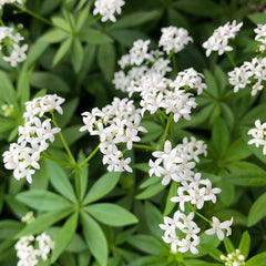 Collection image for: Lipikai