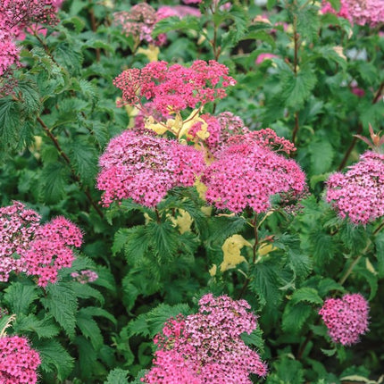 Japoninė lanksva 'Crispa'