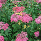Japoninė lanksva 'Crispa'