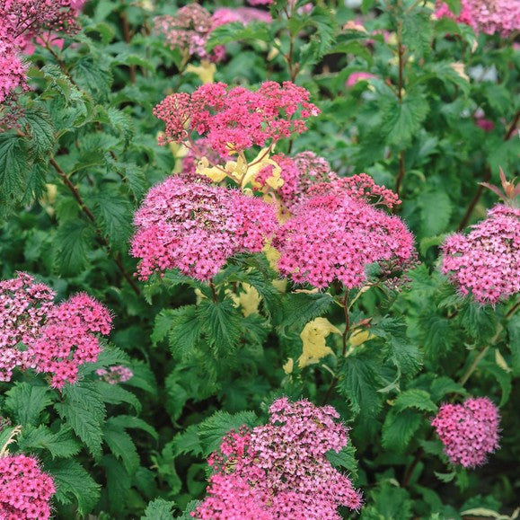 Japoninė lanksva 'Crispa'
