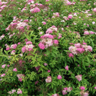 Lanksva japoninė 'Shirobana'