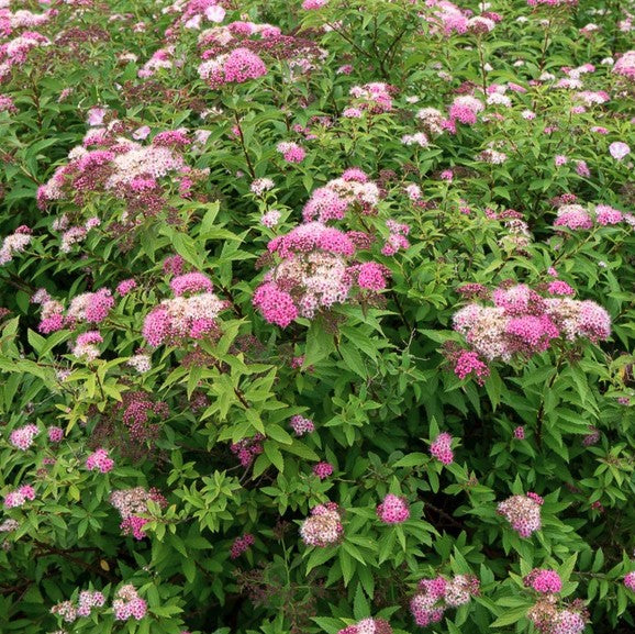Lanksva japoninė 'Shirobana'