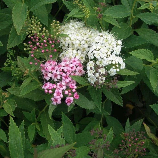 Lanksva japoninė 'Shirobana'