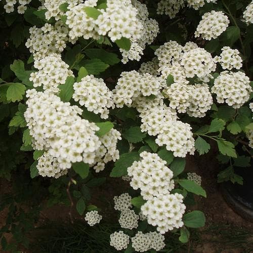Lanksva niponinė 'June Bride'