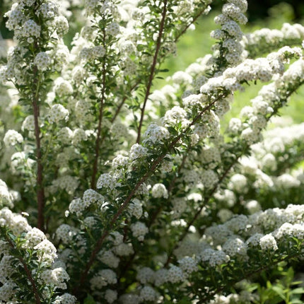 Lanksva niponinė 'June Bride'