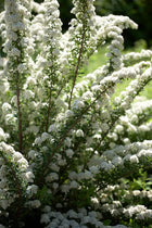 Lanksva niponinė 'June Bride'