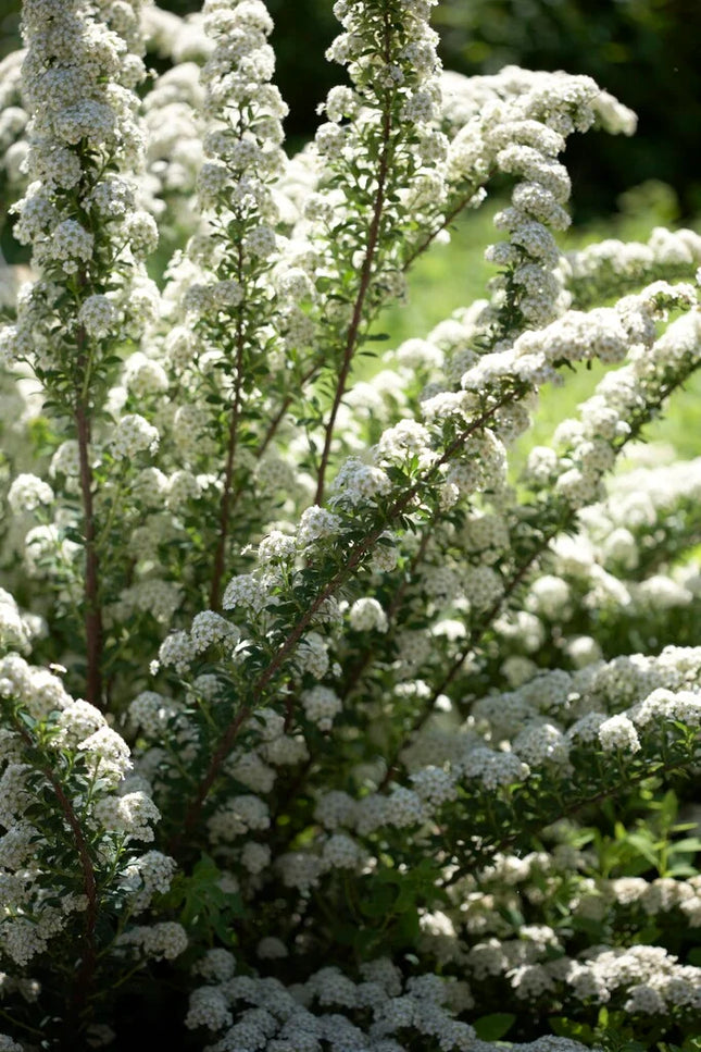 Lanksva niponinė 'June Bride'