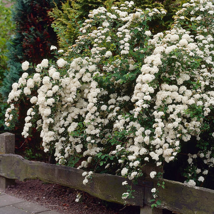 Lanksva niponinė 'Snowmound'
