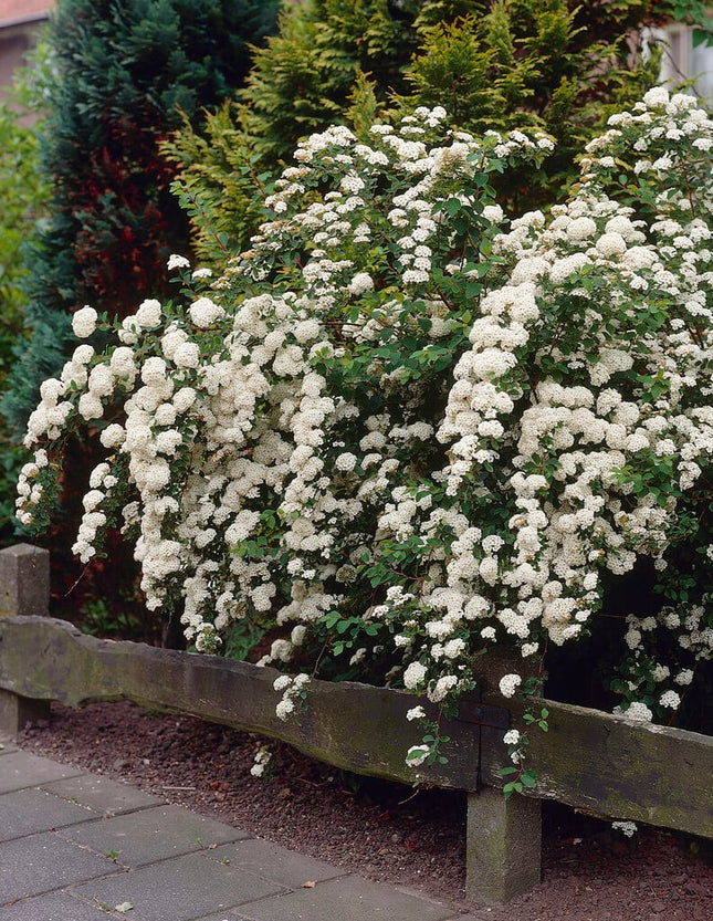 Lanksva niponinė 'Snowmound'