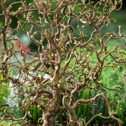 Lazdynas garbanotasis 'Medusa'