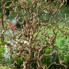 Lazdynas garbanotasis 'Medusa'