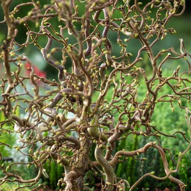 Lazdynas garbanotasis 'Medusa'