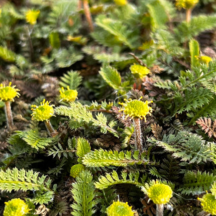 Leptinela