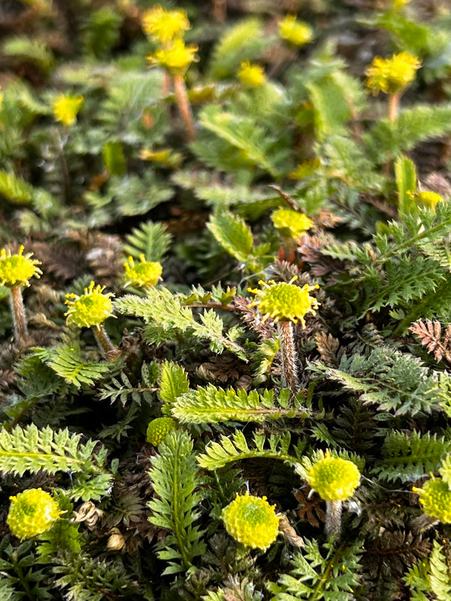 Leptinela
