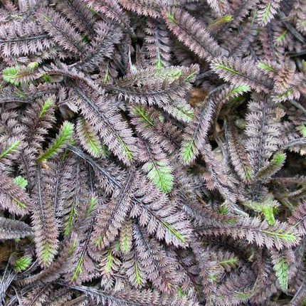 Leptinela 'Platt's Black'