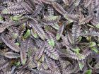 Leptinela 'Platt's Black'