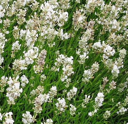 Levanda tikroji 'Alba'