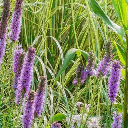 Liatris varpotasis 'Floristan Violett'
