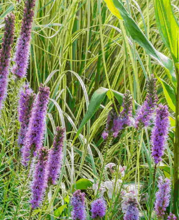 Liatris varpotasis 'Floristan Violett'