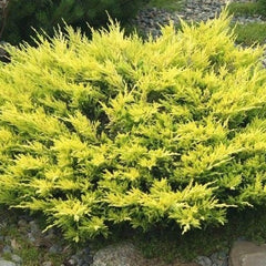 Collection image for: Kadagiai
