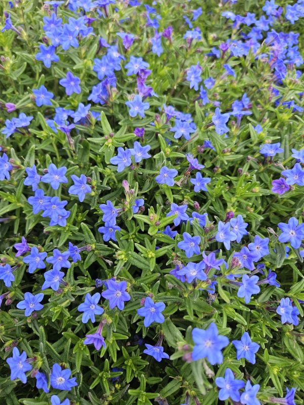 Litodora gulsčioji 'Grace Ward'