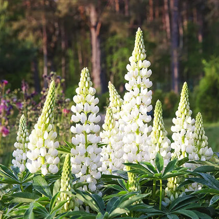 Lubinas 'Lupini White'