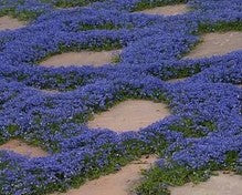 Lyguolė pelkinė 'Dark Blue'