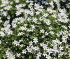 Lyguolė pelkinė 'Alba'
