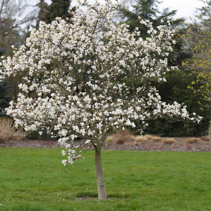 Magnolija japoninė