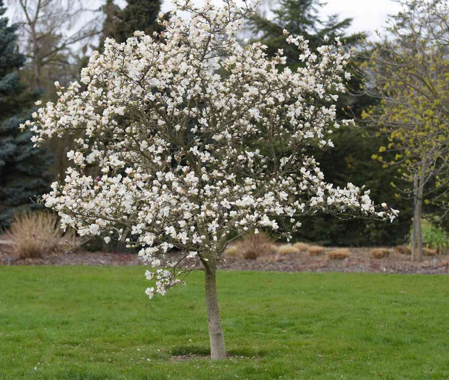 Magnolija japoninė