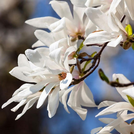 Magnolija japoninė