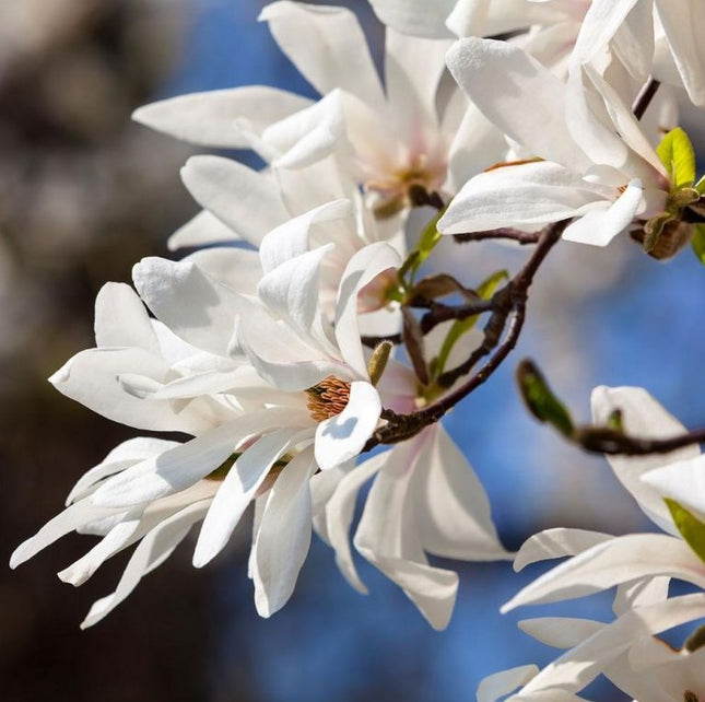 Magnolija japoninė