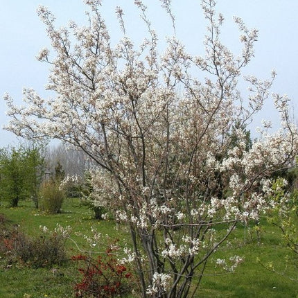 Medlieva lamarko (daug.)