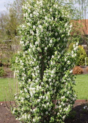 Medlieva alksnialapė 'Obelisk'